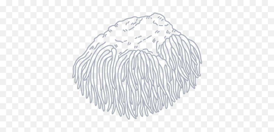 Nurolift Lions Mane Mushroom Supplements U2013 Mushrooms - Sketch Png,Mushroom Icon