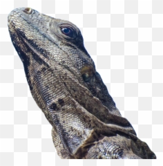 Iguana Lizard Transparent Background Png - Free Wrinkly Lizards