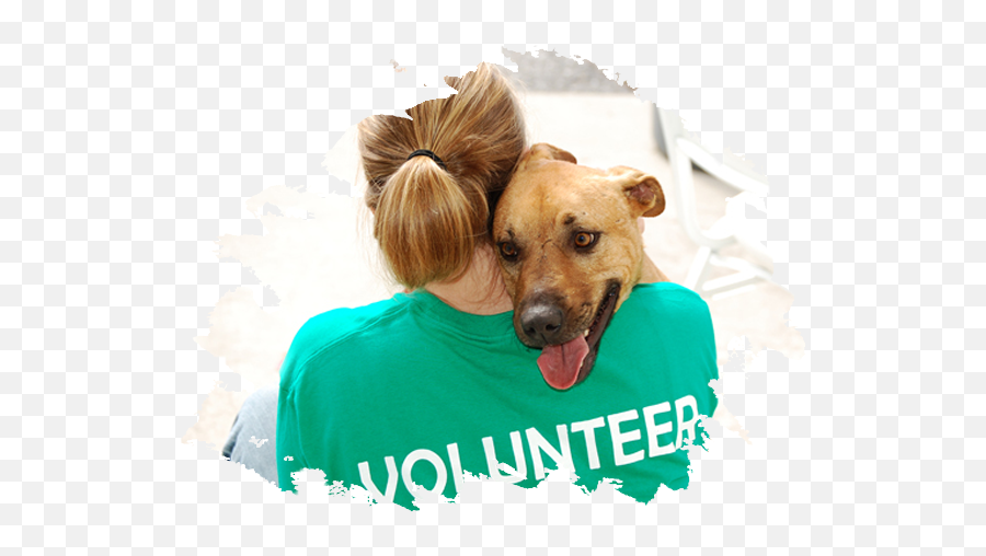 Volunteer - Dodge County Humane Society Png,Icon Interquest