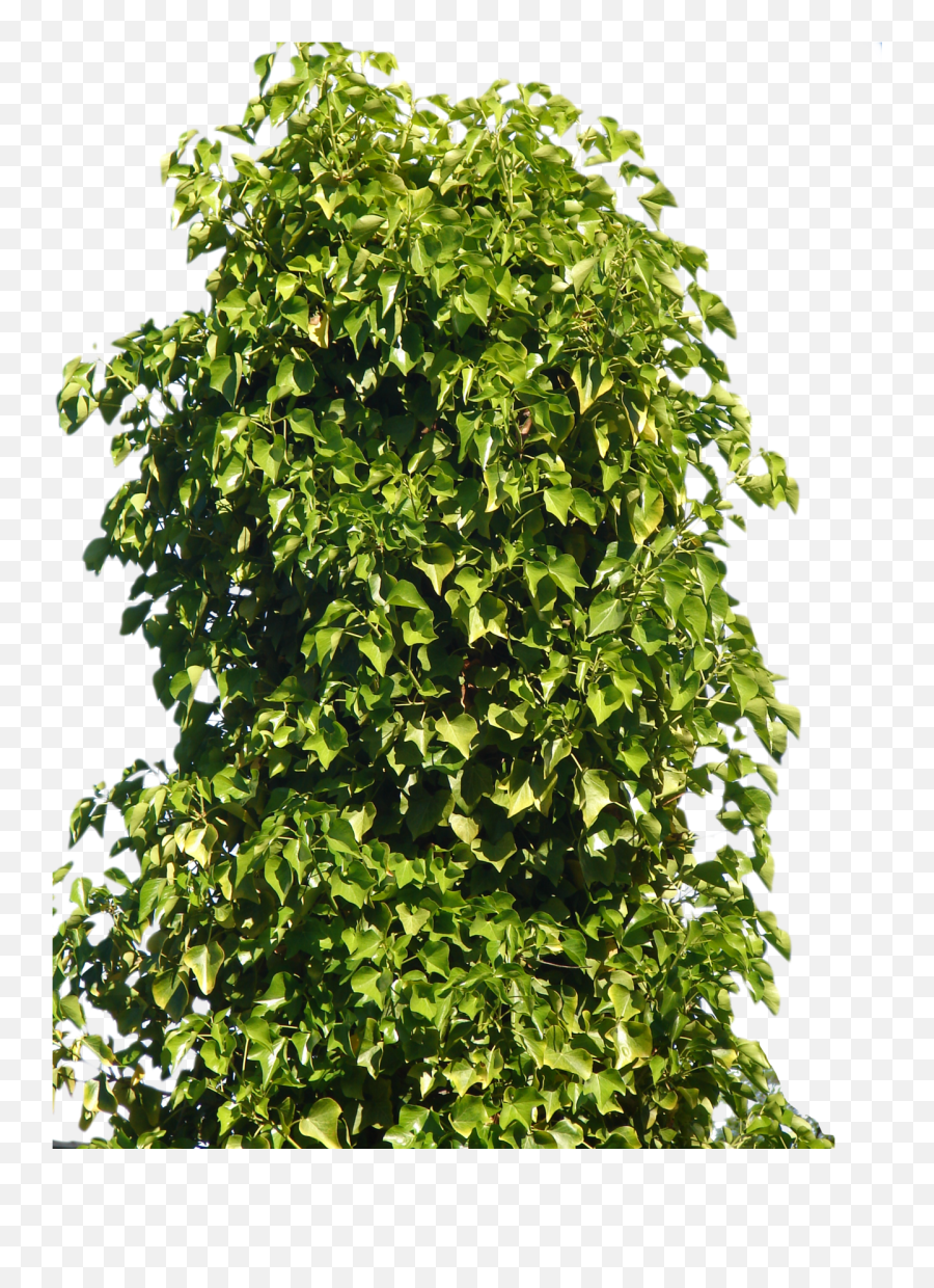 Plant Shrub Tree - Shrub Png,Bushes Png