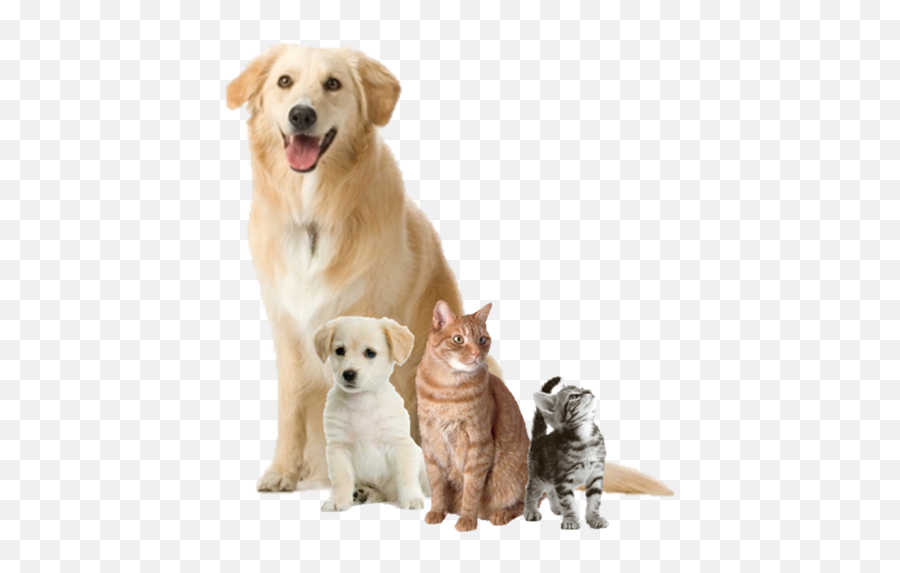 Dogs And Cats Png 1 Image - Actual Dog,Dog And Cat Png