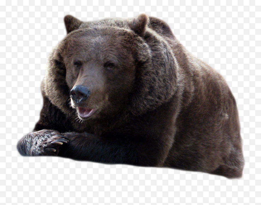 Bear Png Transparent Background Image For Free Download 44 Grizzly