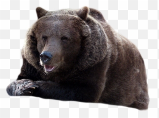 Bear Png Transparent Background Image For Free Download 44 Grizzly