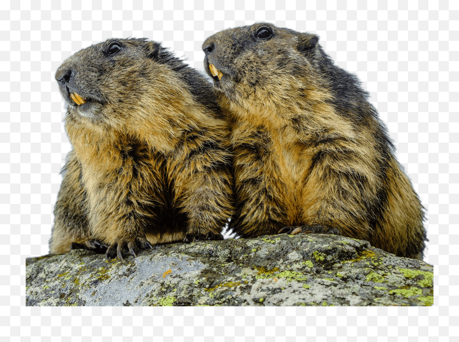 Couple Of Groundhogs Transparent Png - Bubonic Plague,Groundhog Png