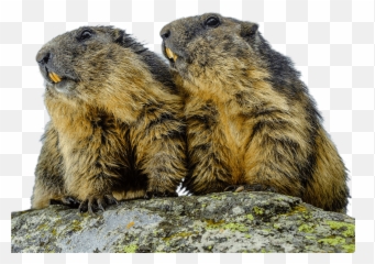 Couple Of Groundhogs Transparent Png - Bubonic Plague,Groundhog Png