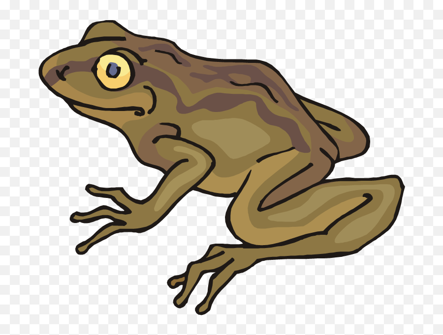 Clipart Frog Toad - Toad Clipart Png,Toad Png