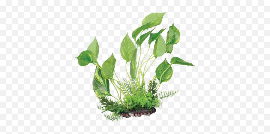 Aquarium Plants Png Image - Fluval Plant For Aquarium,Fish Tank Png