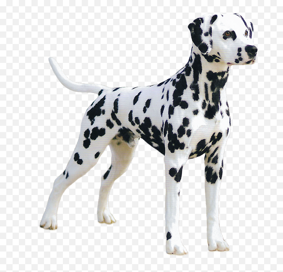 Dalmatian Great Dane Png Image With No - Transparent Great Dane Png,Great Dane Png
