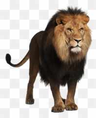 Lion Clipart Real - Lions Png