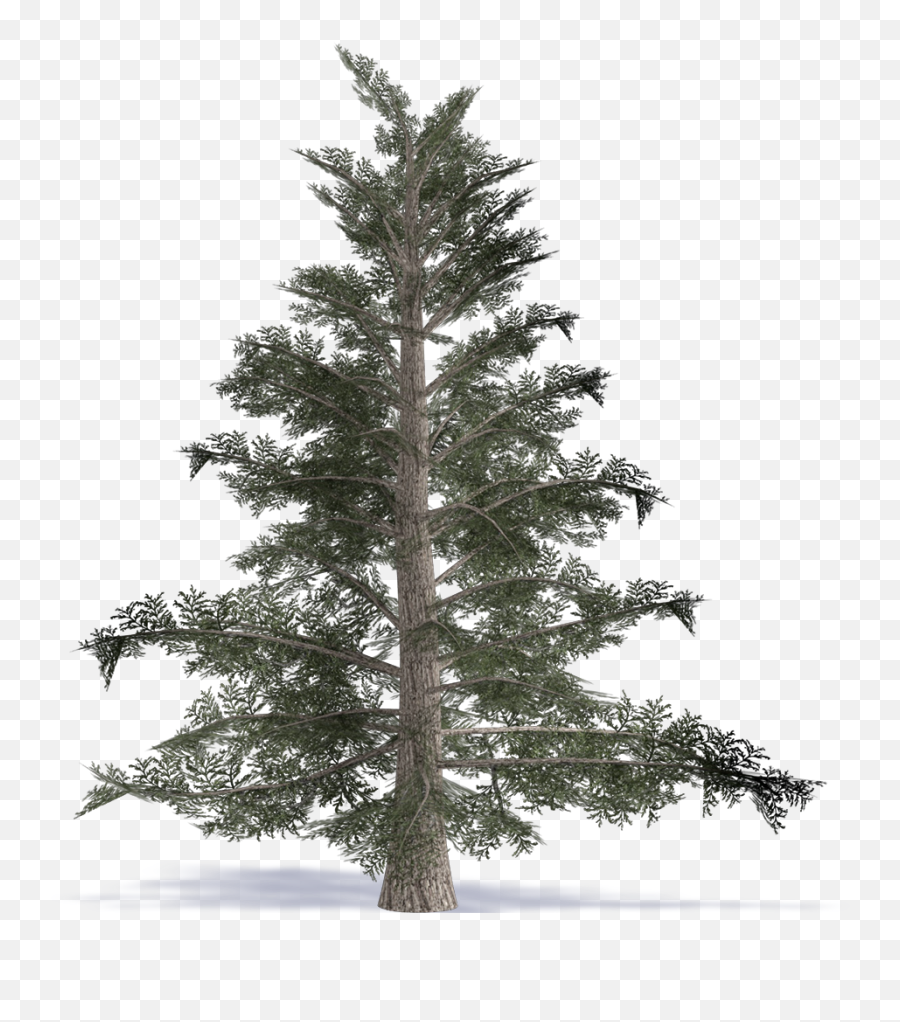 Bim Object - Grand Fir Great Fir Plants Artificial Noble Fir Christmas Tree Png,Evergreen Trees Png