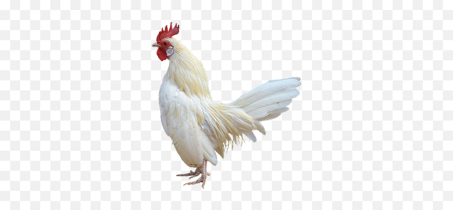 700 Free Cock U0026 Chicken Images - Pixabay White Rooster Transparent Background Png,Cum Transparent Background