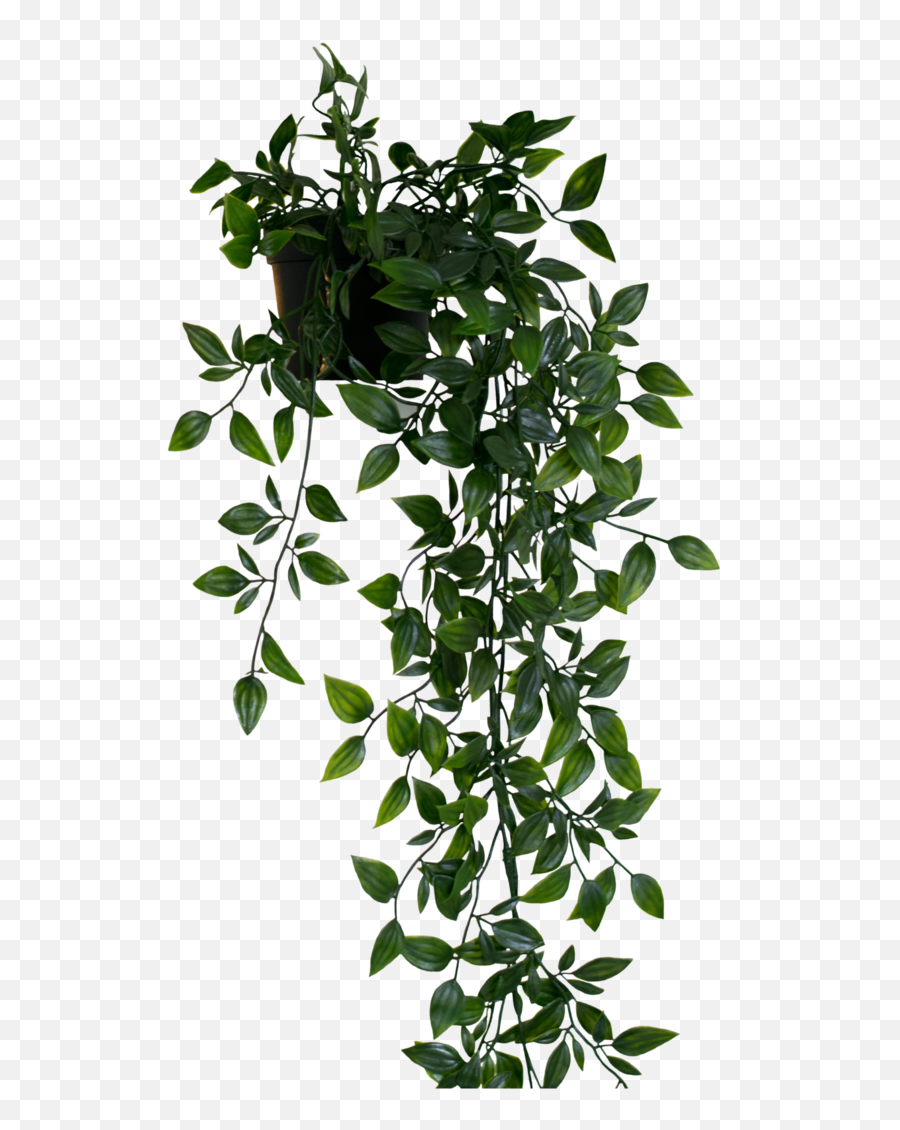 Download Hanging Plant Png Image - Hanging Plant Transparent Background,Hanging Plants Png