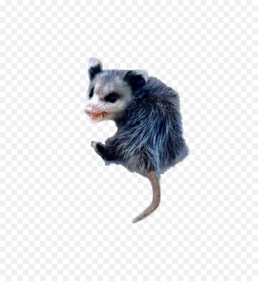 Possum Opossum - Common Opossum Png,Possum Transparent