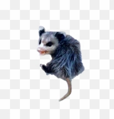 Possum Opossum - Common Opossum Png,Possum Transparent