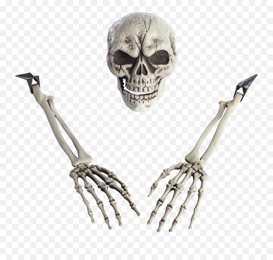 Download Hd Skeleton Arm Png Transparent Image - Nicepngcom Skeleton,Skeleton Png Transparent