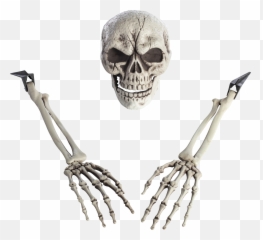 Download Hd Skeleton Arm Png Transparent Image - Nicepngcom Skeleton,Skeleton Png Transparent