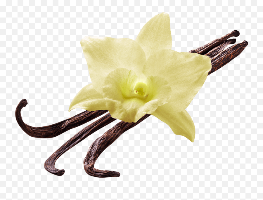 Vanilla Flower Transparent Png - Vanilla Flower Transparent,Vanilla Bean Png