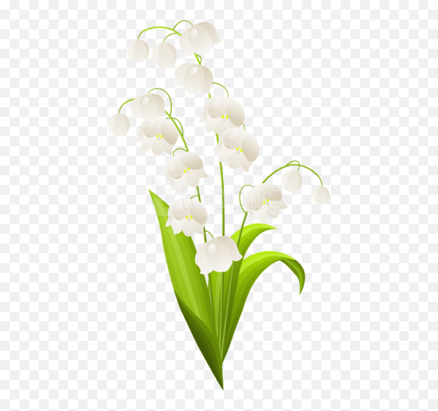 Download Free Png Lily Of The Valley Images - Lily Of The Valley Clipart,Lillies Png