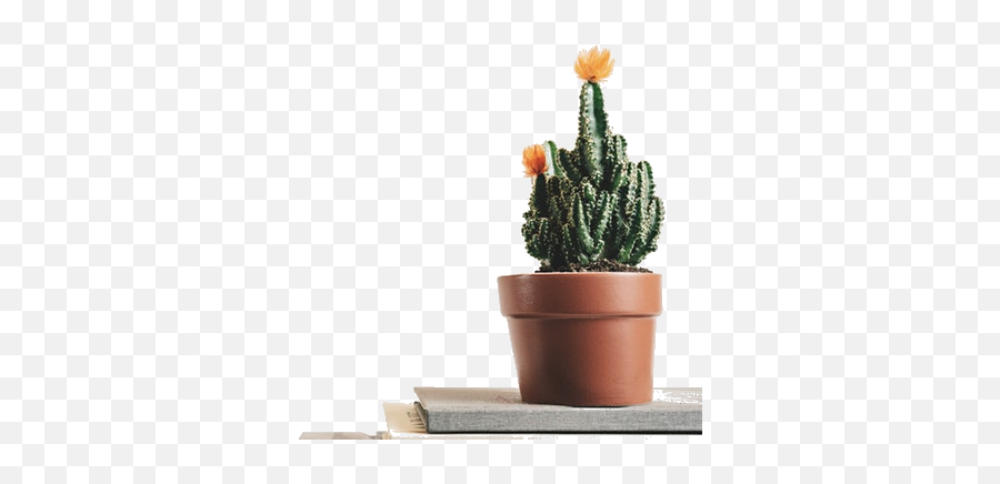 Convert Bmp To Png - Online Image Tools Desktop Cactus Wallpaper Hd,Cactus Transparent Background