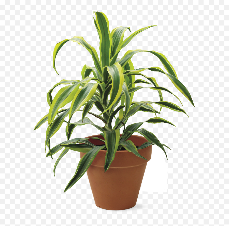 Take Your Houseplants Outside - Finegardening Curly Bamboo Png,Corn Plant Png