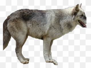 White Wolf Clipart Invisible Background - Transparent Png,Wolf Cartoon Png