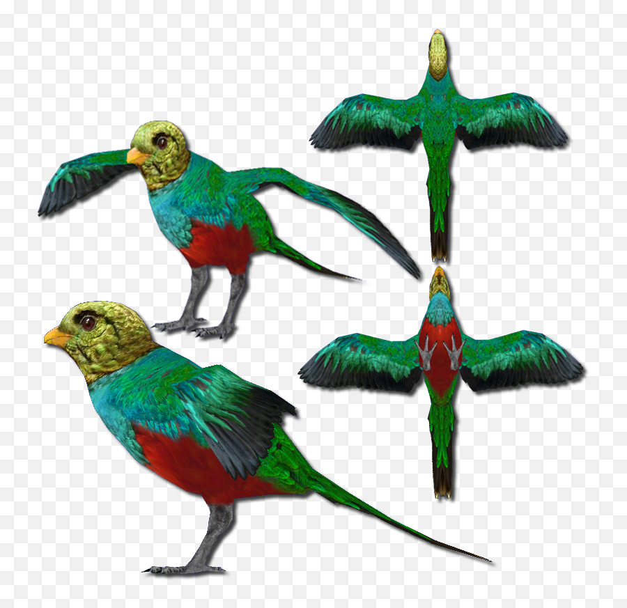 Golden - Coraciiformes Png,Quetzal Png