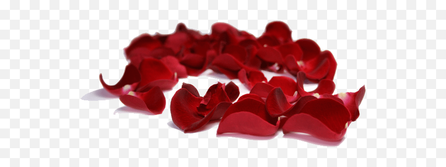 Bag Of Fresh Red Rose Petals - Transparent Red Rose Petal Png,Rose Petals Transparent