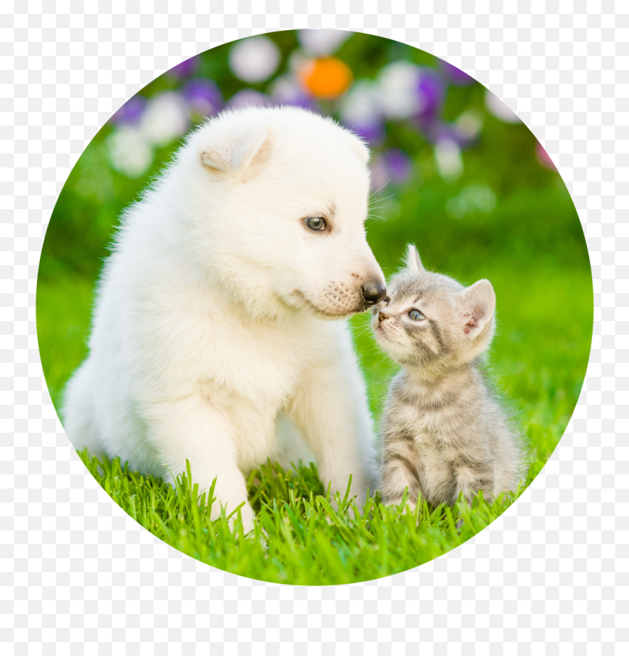 Pet Retail - Japanese Spitz Png,Puppy Icon Png