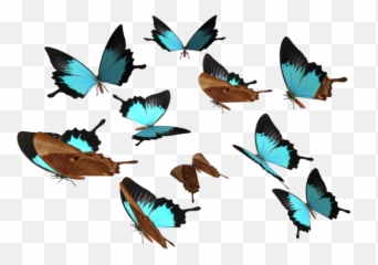 Butterfly Transparent Butterflies - Background png