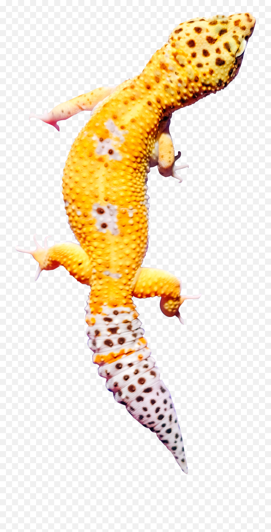 Yellow Gecko Png - Malayalam,Gecko Png