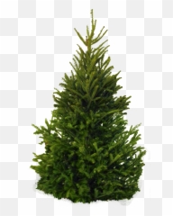 Download Free Fir - Tree Png Clipart ICON favicon FreePNGImg Pine Transparent Background