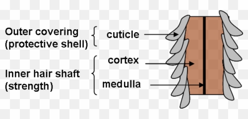 The Cuticle Of A Hair Strand Under - Cartoon png