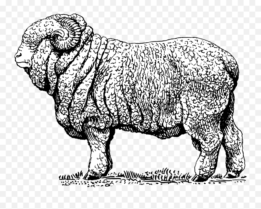 Merino Sheep - Merino Sheep Png,Sheep Png