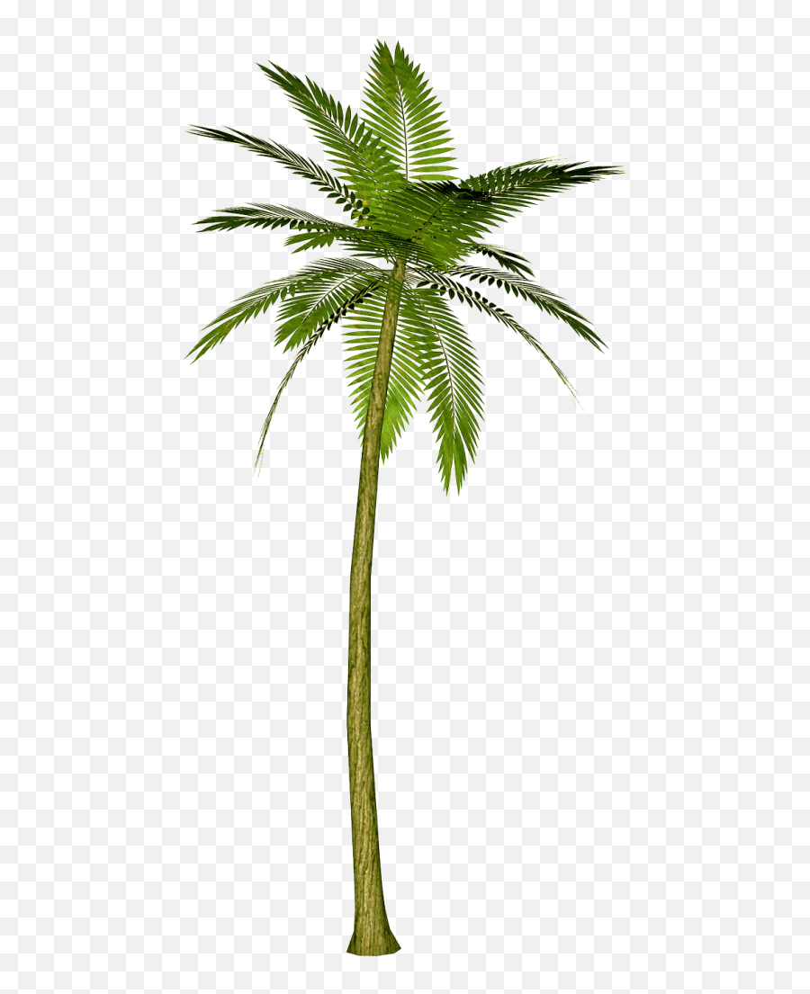 Palm Tree Png Images Download Free Pictures - Palm Tree Transparent Background,Palm Png