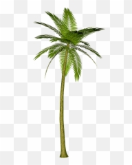 Palm Tree Png Images Download Free Pictures - Palm Tree Transparent Background,Palm Png