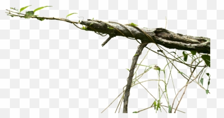 Download Vine Png - Transparent PNG png images Vines Branch