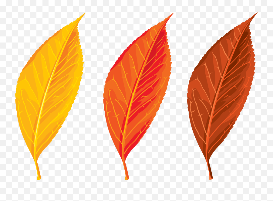 Transparent Seasons U0026 Png Clipart Free Download - Autumn Leaf Clipart Png,Leaves Clipart Png