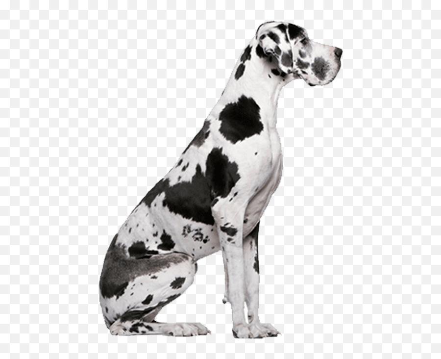 Great Dane Png