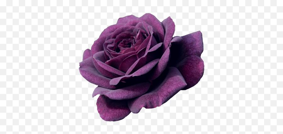 Landscape Nature Purple Rose - Rose Twice In A Blue Moon Png,Purple Rose Png