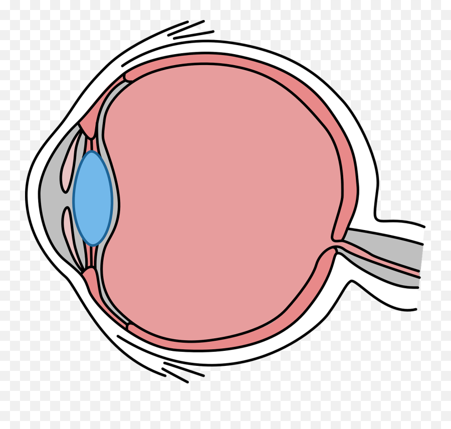 Simple Illustrated Cross - Section Of The Human Eye Eye Eye Cross Section Png,Human Eye Png
