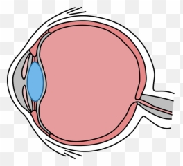 Simple Illustrated Cross - section Of The Human Eye Section Png