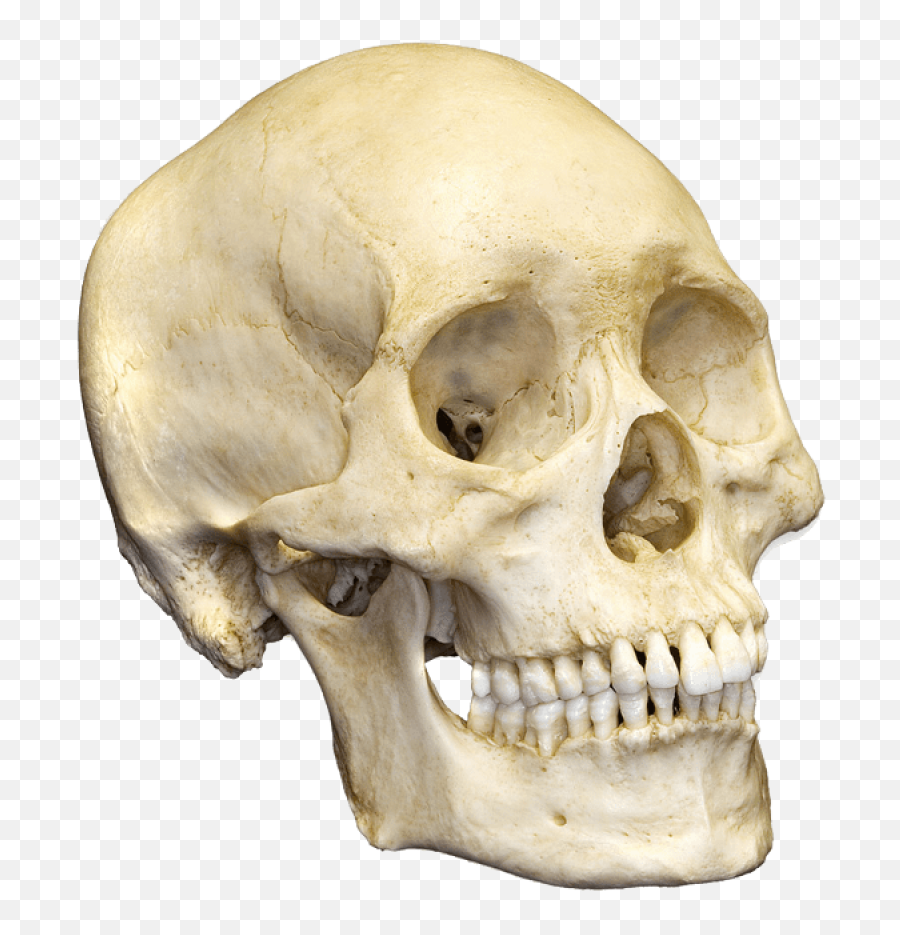 Skull Png Image - Purepng Free Transparent Cc0 Png Image Transparent Human Skull Png,Human Skull Png