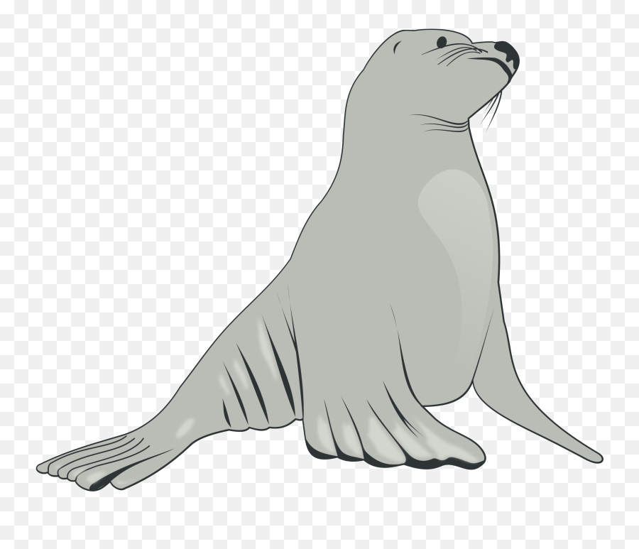 Transparent Png Images And Svg Vector - Lobo De Mar Dibujo,Walrus Png