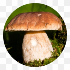 Learn How To Make Circular And Other Photo Crops Using - Ako Orezat Fotku Do Kruhu Png,Crops Png