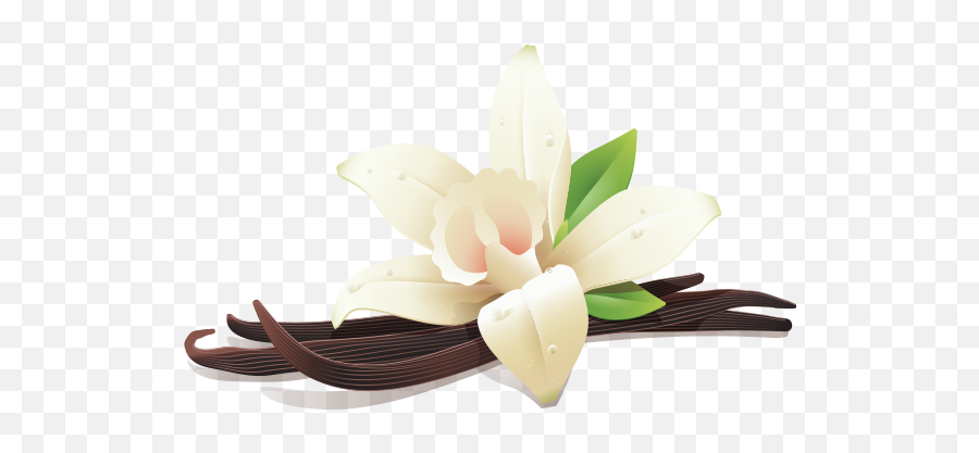 Vanilla Flower And Three Beans - Vanilla Beans Transparent Background Png,Vanilla Bean Png