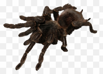 Download Saturday 28u002629th Feb 2020 11 - 4pm Tarantula Tarantula Png,Tarantula Png