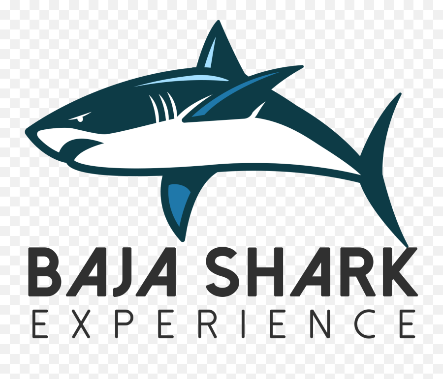 Cabo San Lucas Shark Dive Baja Experience - Great White Shark Png,Shark Transparent