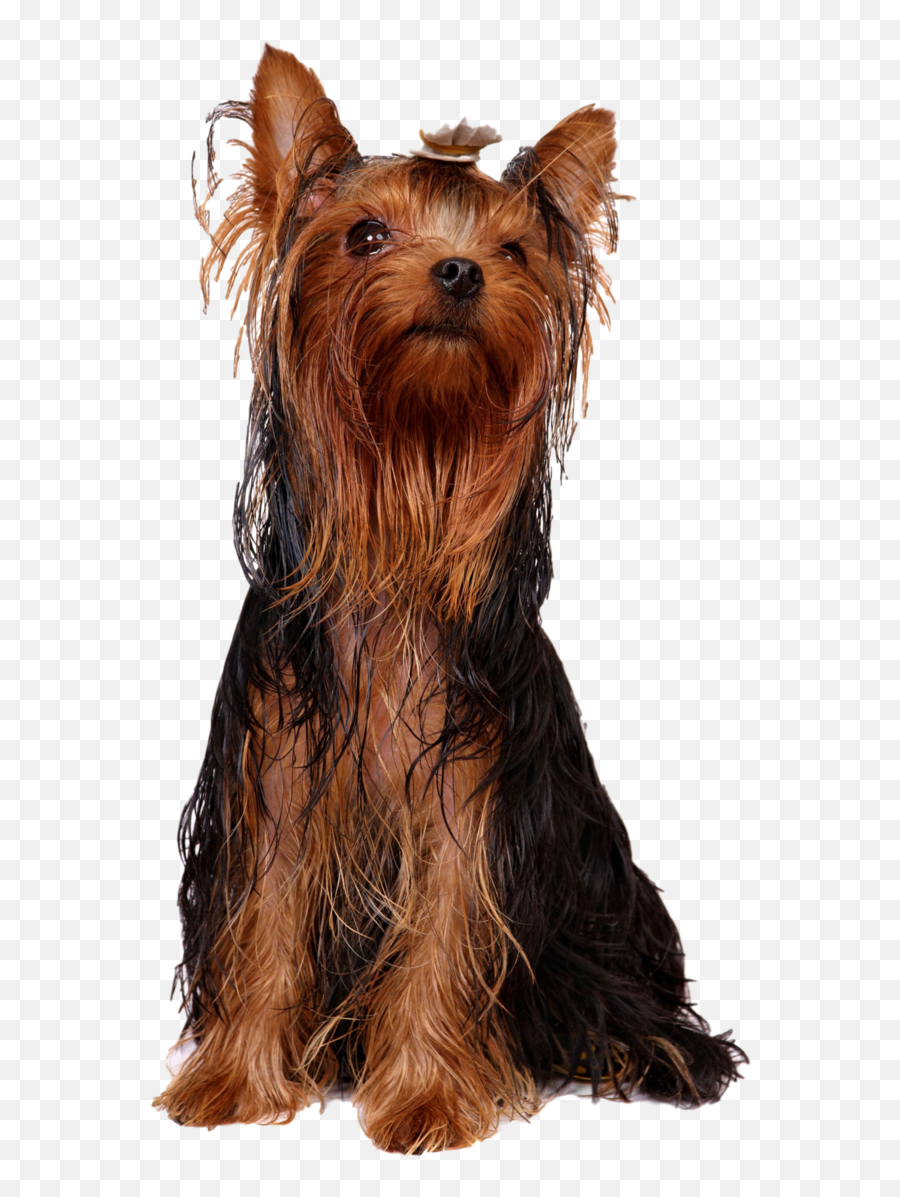 Yorkshire Terrier Australian Silky - Dog With Greasy Hair Png,Yorkie Png