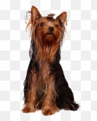 Yorkshire Terrier Australian Silky - Dog With Greasy Hair Png,Yorkie Png