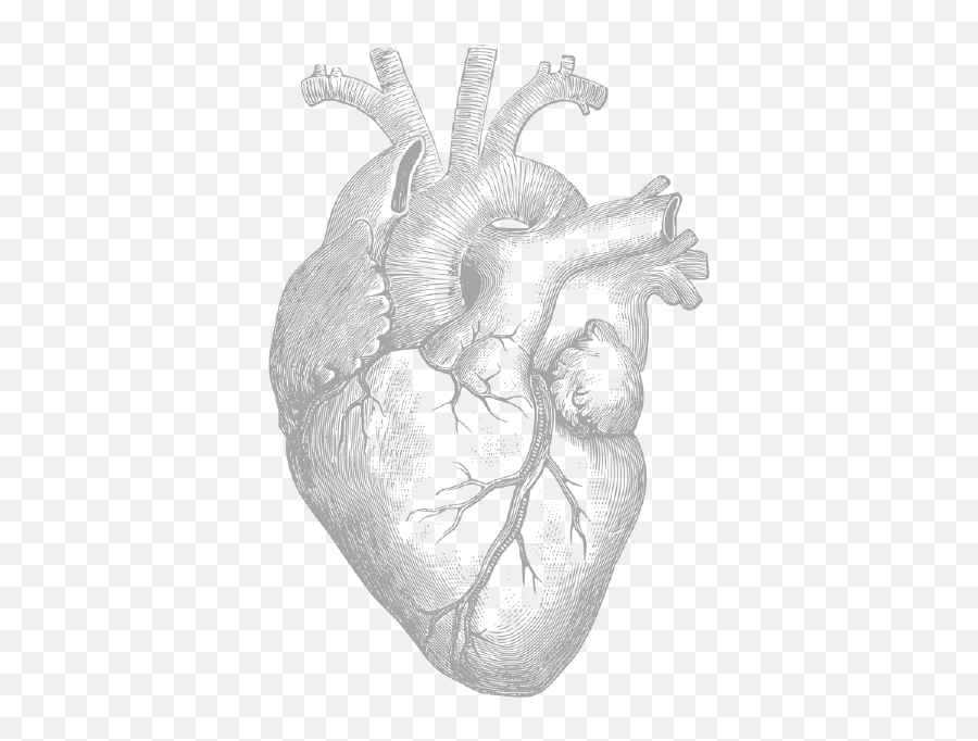 Hermes Consortium - Human Heart Drawing Png,Hermes Png